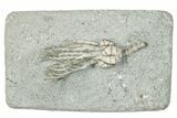 Fossil Crinoid (Pachyiocrinus) - Crawfordsville, Indiana #291764-1